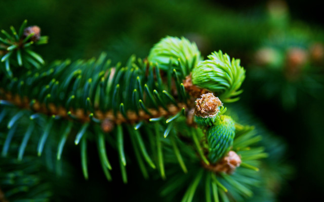 Pine branch cones needles bokeh free wallpaper for desktop - medium preview image