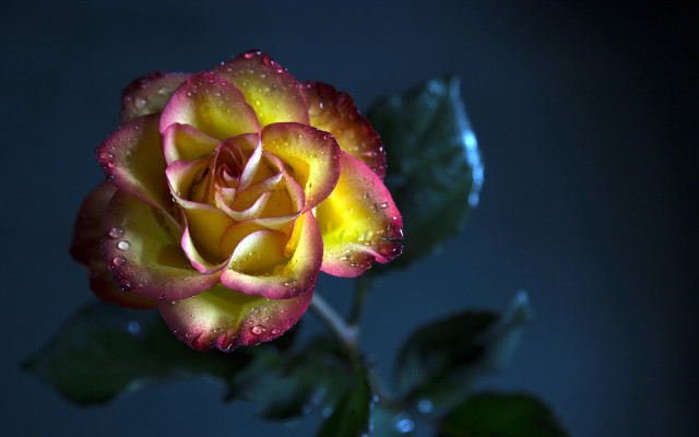 Yellow red rose water droplets free wallpaper for desktop - medium preview image