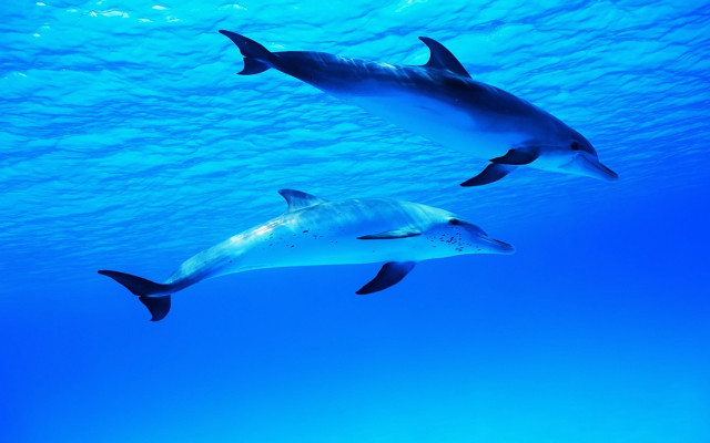 Dolphins ocean underwater blue sky free wallpaper for desktop - medium preview image