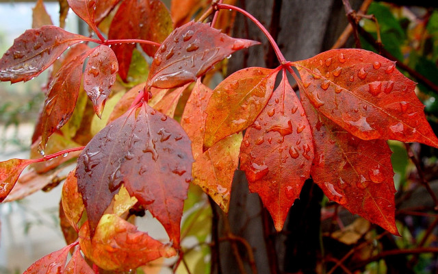 Red leaves water droplets autumn free wallpaper for desktop - medium preview image
