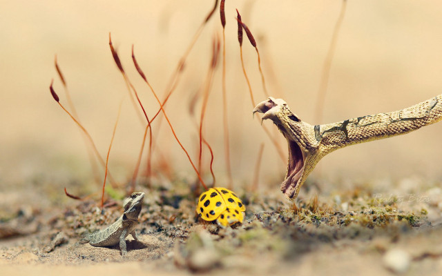 Yellow bug snake grass yellow free wallpaper for desktop - medium preview image