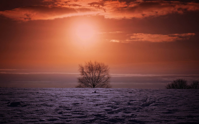 Lone tree snowy field red free wallpaper for desktop - medium preview image