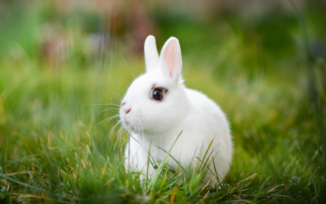Sad rabbit grass nature blurry free wallpaper for desktop - medium preview image