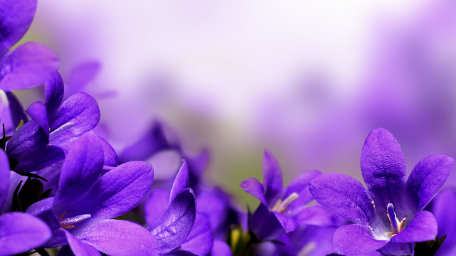 Purple butterfly flower glow macro free wallpaper for desktop - medium preview image