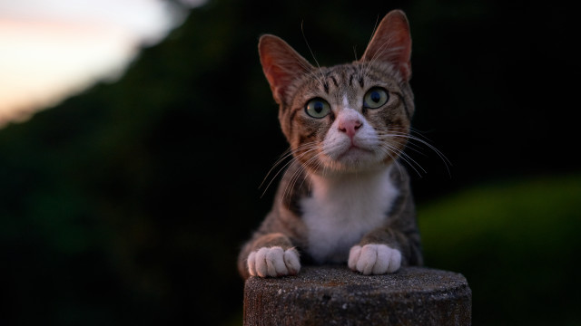 Serious cat on wooden post free wallpaper for desktop - medium preview image