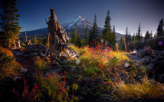 Mountain tree stump flower field free wallpaper for desktop - medium preview image
