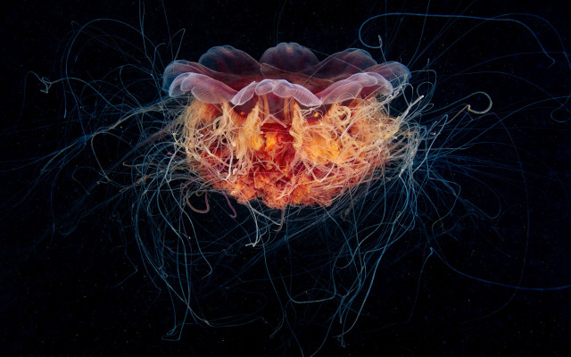 Jellyfish orange yellow tentacles ecological free wallpaper for desktop - medium preview image