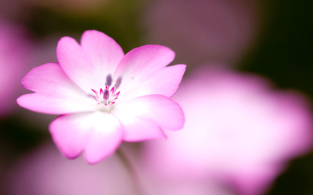 Pink flower blurry background macro free wallpaper for desktop - medium preview image
