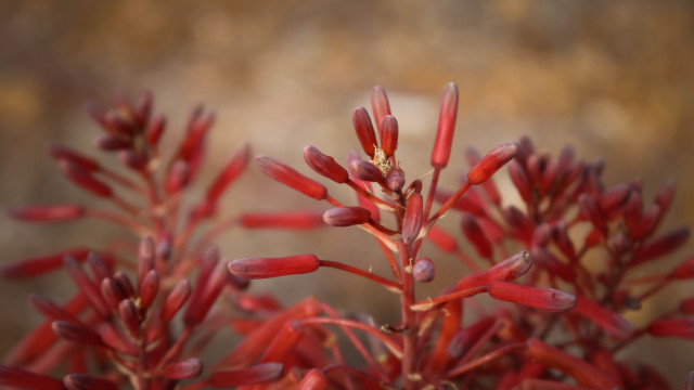 Red plant closeup bokeh macro free wallpaper for desktop - medium preview image