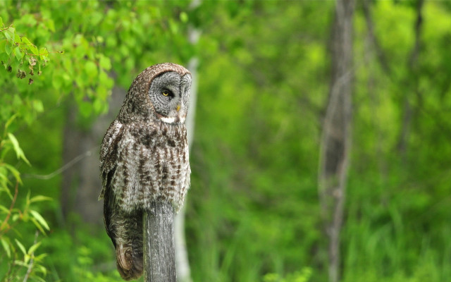 Owl branch forest bokeh nature free wallpaper for desktop - medium preview image
