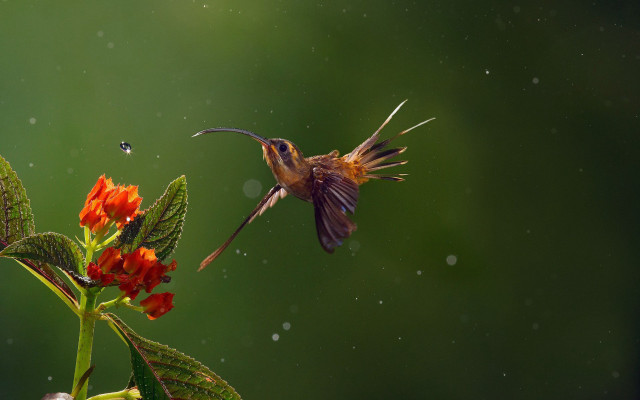 Hummingbird flower hover macro award free wallpaper for desktop - medium preview image
