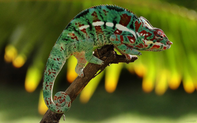 Chameleon blood splatters blurry background free wallpaper for desktop - medium preview image