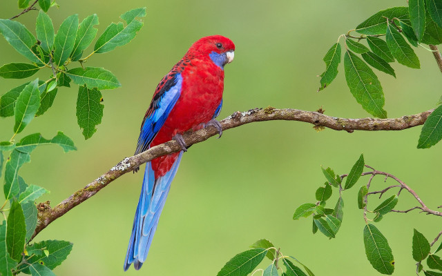Red blue bird branch leaves free wallpaper for desktop - medium preview image
