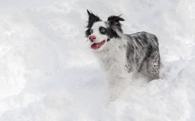 Dog snow open mouth tongue free wallpaper for desktop - medium preview image
