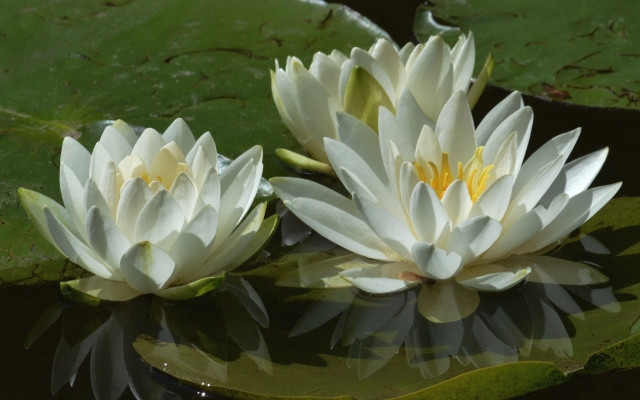 White water lilies pond leaves #2 free wallpaper for desktop - medium preview image