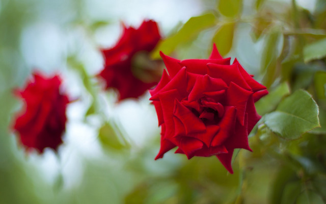 Red rose macro blurry background free wallpaper for desktop - medium preview image