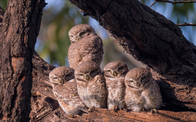 Owls forest branch blurry depth free wallpaper for desktop - medium preview image