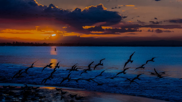 Birds water sunset person beach free wallpaper for desktop - medium preview image