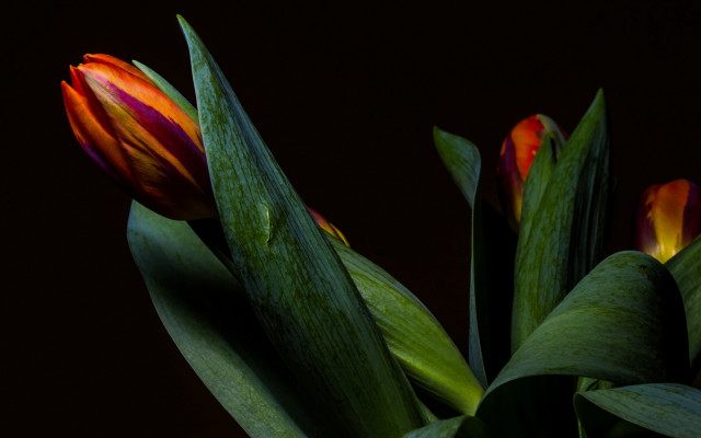 Flower center red yellow shallow free wallpaper for desktop - medium preview image