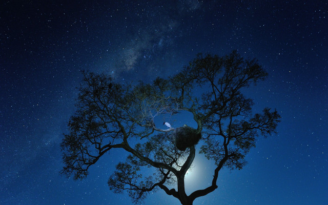 Tree starrysky brightlight moon 1980s free wallpaper for desktop - medium preview image