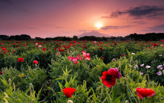Flower field sunset clouds purple free wallpaper for desktop - medium preview image