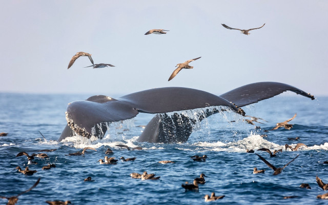 Whale diving ocean birds seagulls free wallpaper for desktop - medium preview image