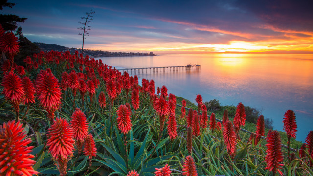 Sunset water pier red flowers free wallpaper for desktop - medium preview image