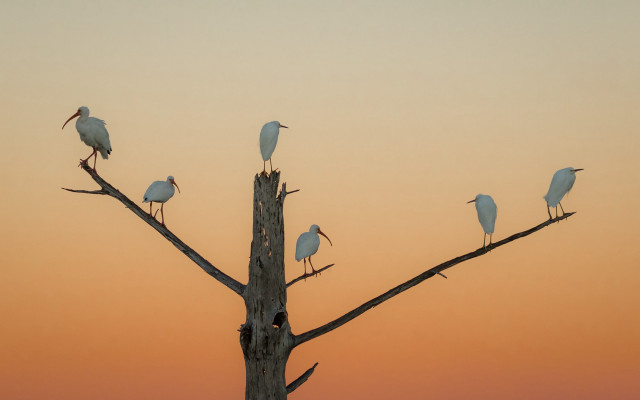 Birds on branch sunset gradient free wallpaper for desktop - medium preview image