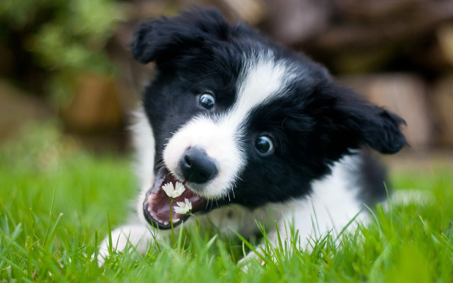 Black white puppy blue eyes free wallpaper for desktop - medium preview image