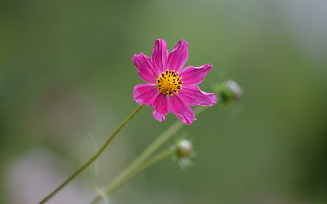 Pink flower yellow center blurry #2 free wallpaper for desktop - medium preview image