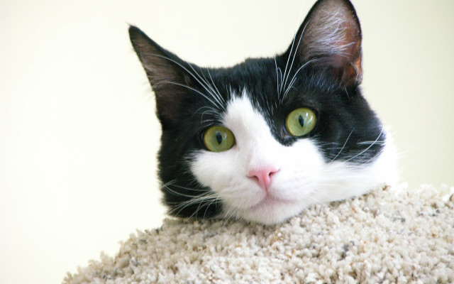 Black white cat green eyes #7 free wallpaper for desktop - medium preview image