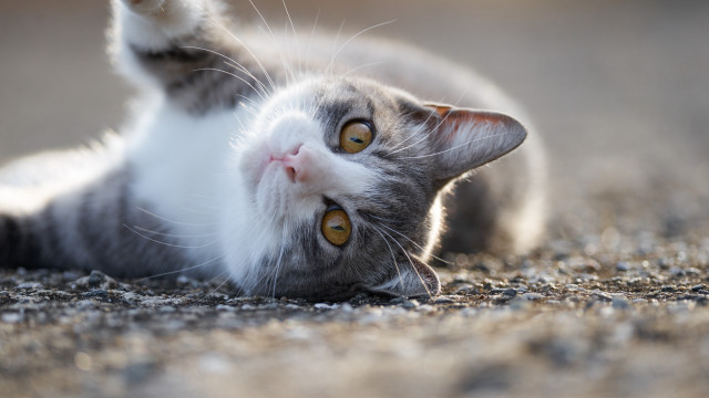 Cat back yellow eyes sky free wallpaper for desktop - medium preview image