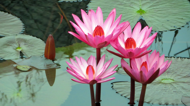 Pink water lilies pond bird free wallpaper for desktop - medium preview image