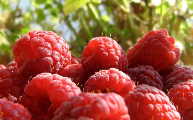 Raspberries ground outdoors photorealism macro free wallpaper for desktop - medium preview image