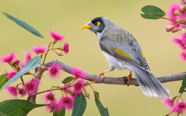 Bird branch pinkflowers greenbackground macro free wallpaper for desktop - medium preview image