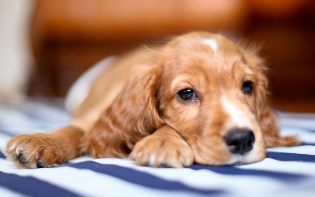 Dog shiba inu bed blurry free wallpaper for desktop - medium preview image