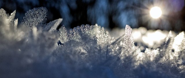 Snow forest skiing moonlight nature free wallpaper for desktop - medium preview image