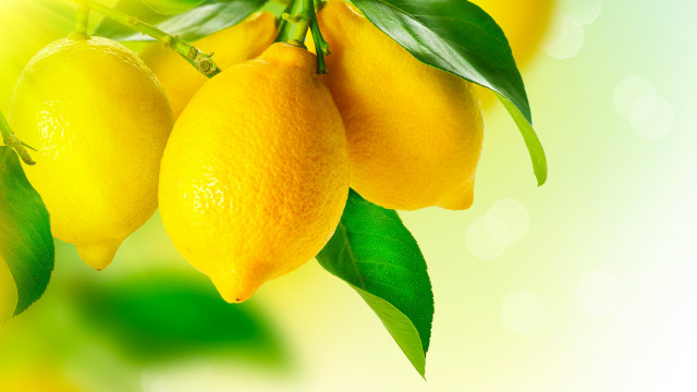 Lemons tree branches leaves green free wallpaper for desktop - medium preview image