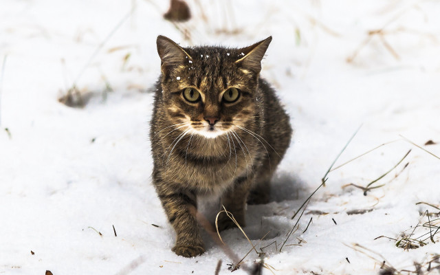 Cat snow winter sad eyes free wallpaper for desktop - medium preview image