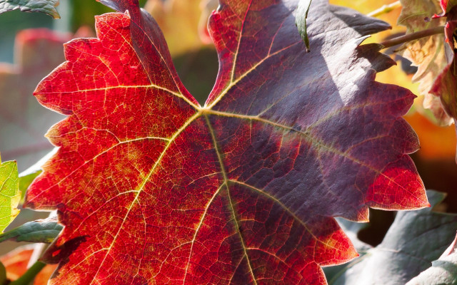 Leaf branch background puzzle fall free wallpaper for desktop - medium preview image