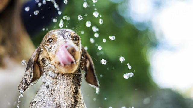 Dog bath fountain water droplets free wallpaper for desktop - medium preview image