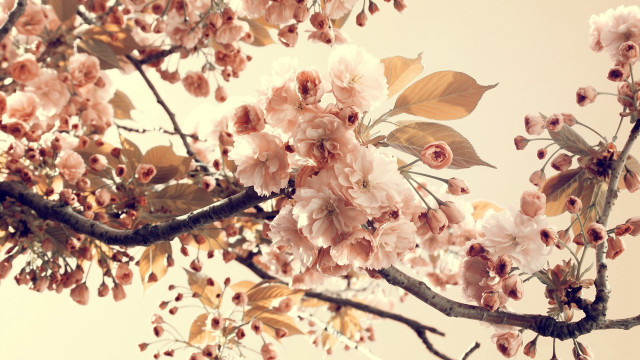 Branch pinkflowers sky background flowers free wallpaper for desktop - medium preview image