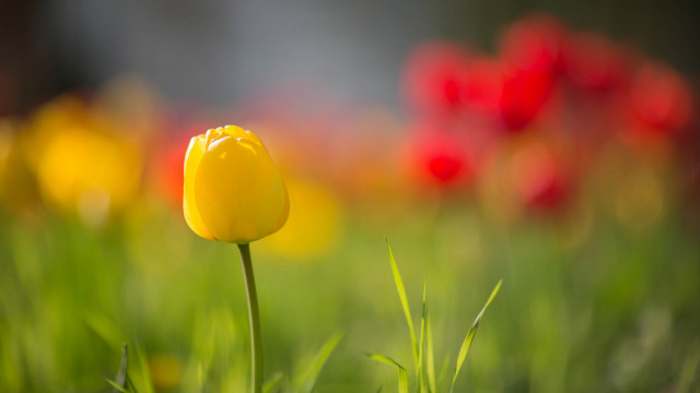 Yellow tulip red flower blurry free wallpaper for desktop - medium preview image