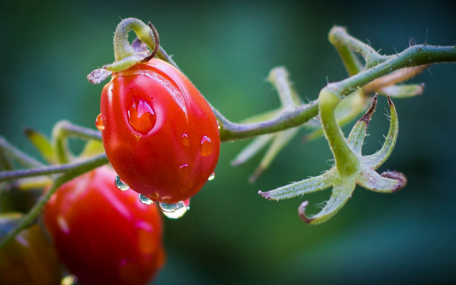 Water droplets plant macro green free wallpaper for desktop - medium preview image