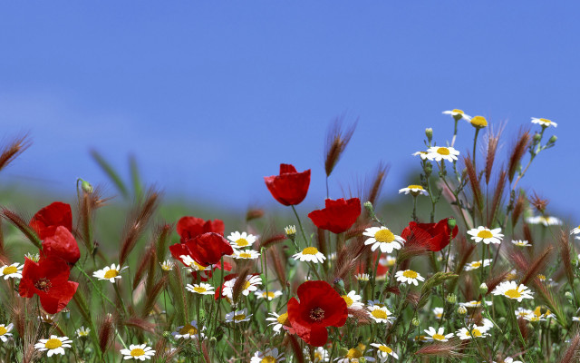 Wildflowers daisies blue sky clouds free wallpaper for desktop - medium preview image