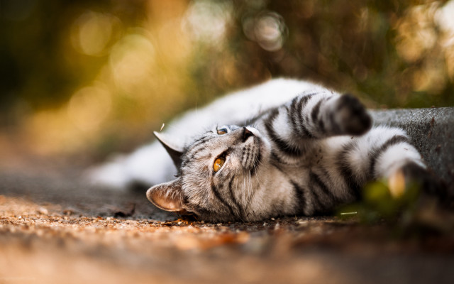 Cat laying back paws ground free wallpaper for desktop - medium preview image