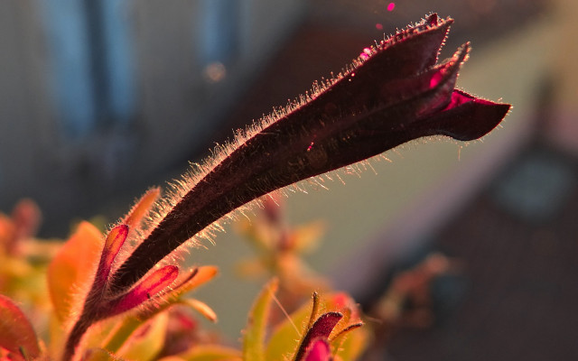 Plant macro fire explosion blurry free wallpaper for desktop - medium preview image