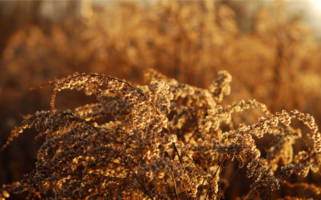 Autumn leaves blurry forest fire free wallpaper for desktop - medium preview image