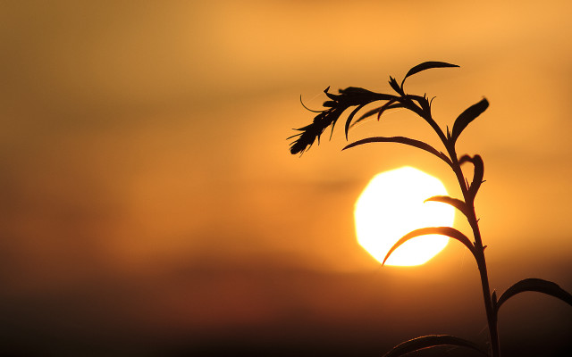 Plant sunset macro sky silhouette free wallpaper for desktop - medium preview image