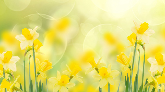 Yellow flower butterfly bokeh field free wallpaper for desktop - medium preview image